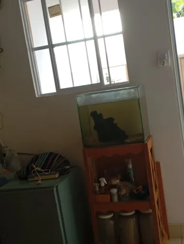 Vendo