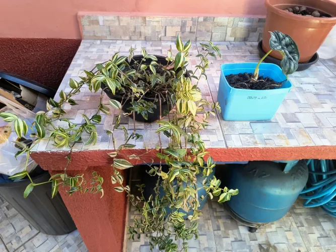 Doa se lambari e muda de alocasia