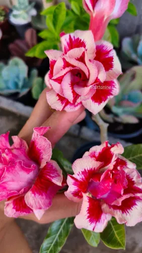 Rosa do deserto 
