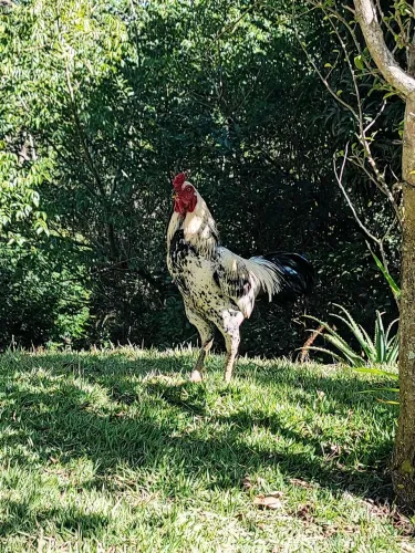 Galo