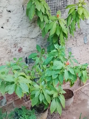 Planta Ora-Pro-Nóbis - "Flor laranja" (Original Amazônica)!