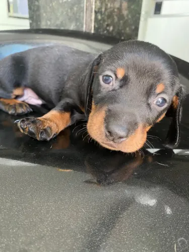 Dachshund