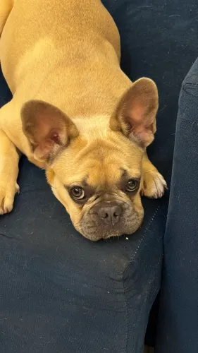 Buldogue francês