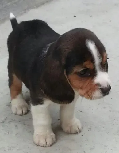Beagle Filhotes disponíveis por tempo limitado, aproveite