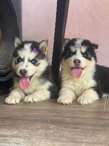Husky siberiano wooly pelagem longa .parcelo 