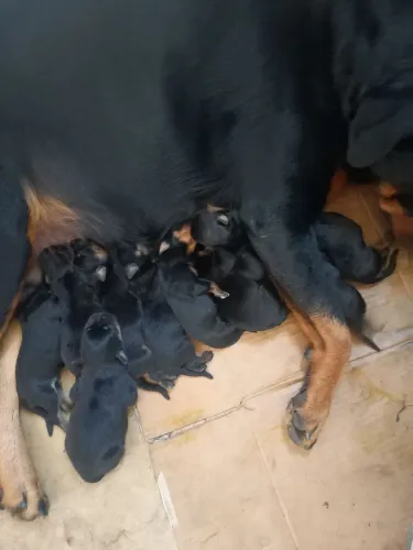 Filhotes de rotweiler 