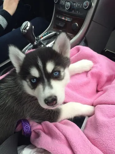 Husky siberiano O presente que faz sucesso em qualquer ocasião
