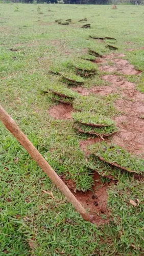 Grama Batatais