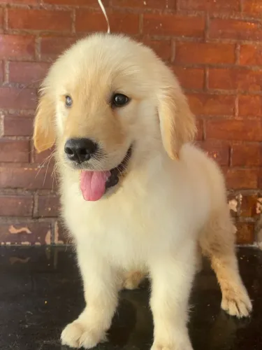 Fofurinhas e Amigos , Filhotinhos de Golden Retriever