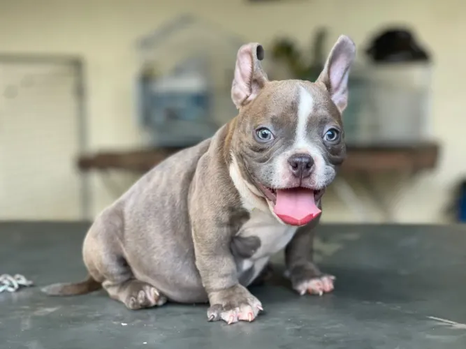 American Bully