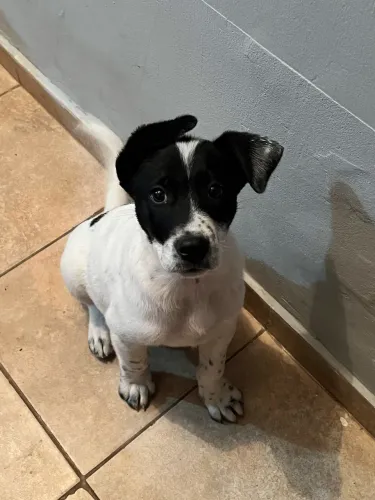 DOA-SE CACHORRO VIRA LATA