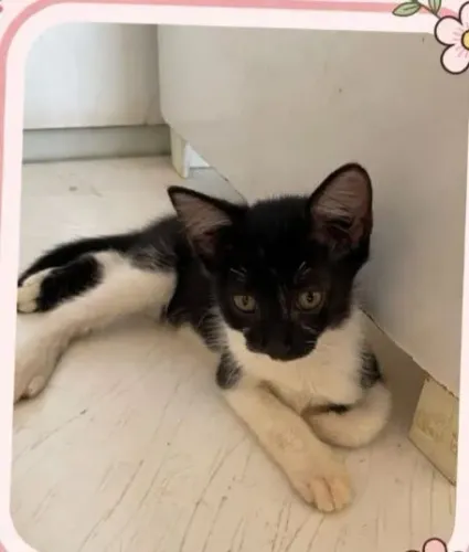 Doação de gatas 