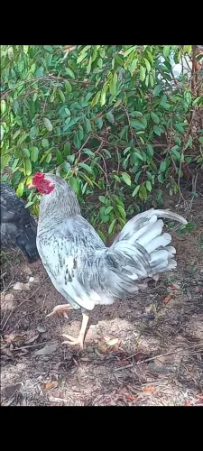 GALO CAIPIRA 
