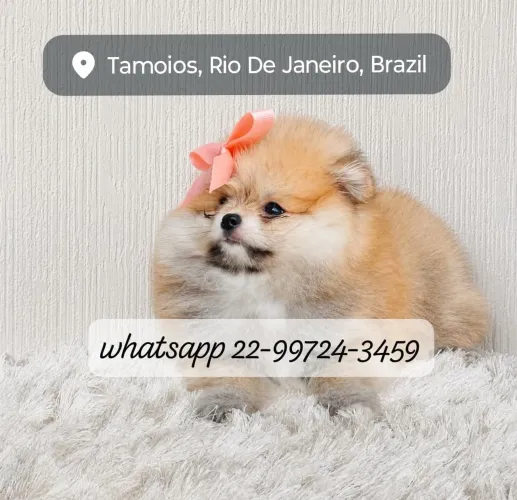 Lulu anão ursinho garantido não cresce!