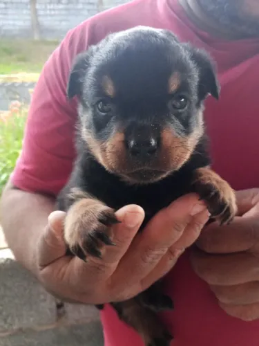 Filhote de rottweiler