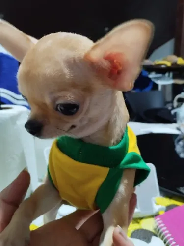 Chihuahua brasileirinho mexicano   Verdadeiro 