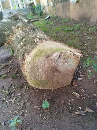 Tronco de árvore Bounganville ou Primavera