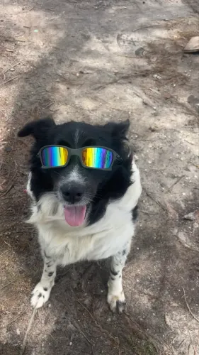 Border collie a procura de um macho