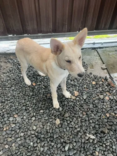 Cachorro filhote para doação 
