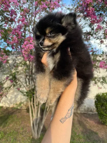 Lulu da Pomerânia Macho - Nascido em 13/12/2025 - Vacinado