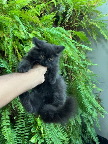 Gato persa 
