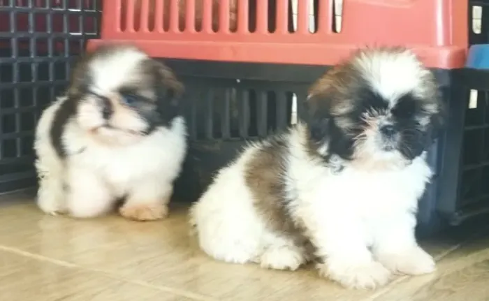 Shih tzu lindo e saudavel