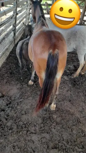 Cavalo ótimo para cavalgada e pro manejo de gado vacas e boi