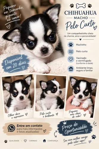 Chihuahua Pelo Curto