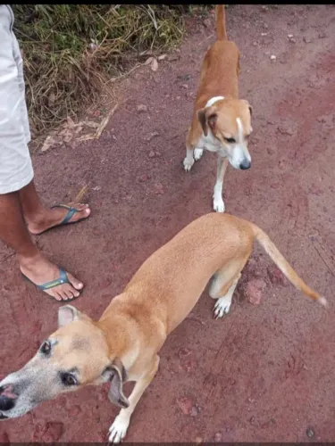 Sou PASSEIADOR DE CÃES E GATOS
