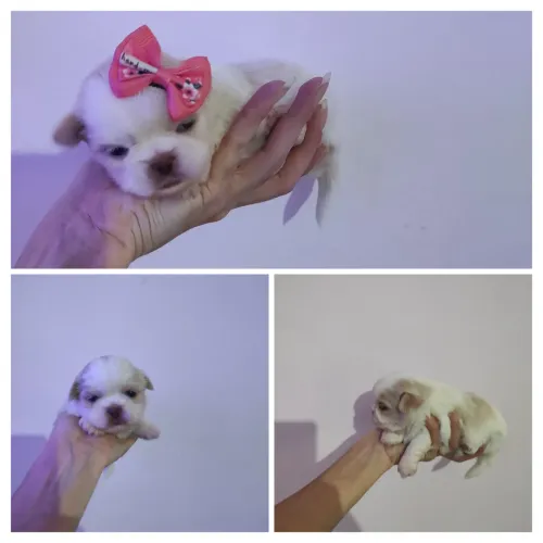 Filhotes de Shitzu 
