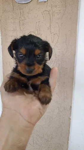 York Mini macho
