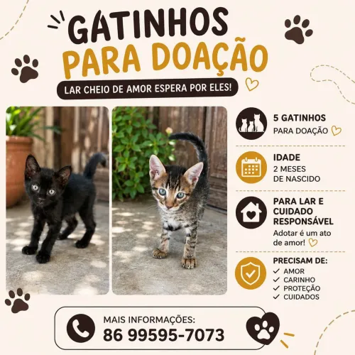 Gatinhos resgatados para doação!