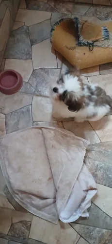 Pet filhote lhasa apso 