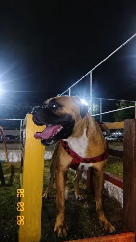 Boxer cobertura/reprodução
