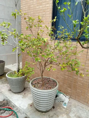 Jaboticabeira produzindo no vaso