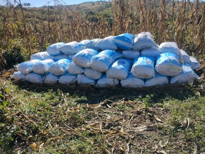 Milhos na palha seco