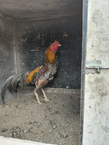 Galo e Frango mura combatente 