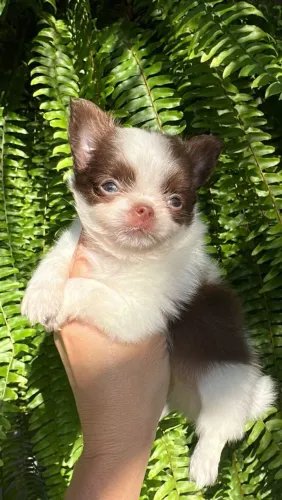 Chihuahua Pêlo Longo Macho - Pequeno Príncipe Disponível 