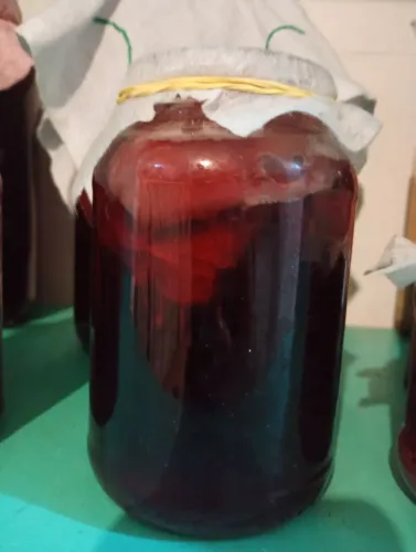 Mudas de kombucha Probiótico Natural