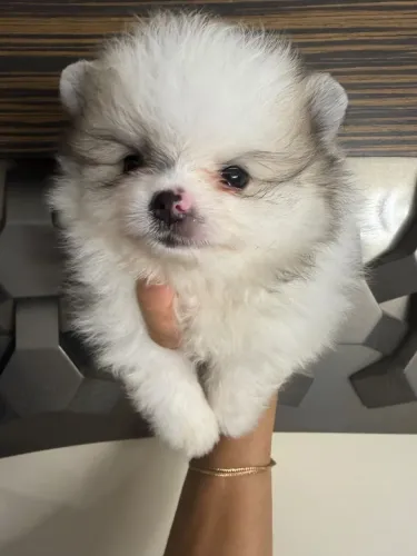Filhote de a Lulu da Pomerânia Macho