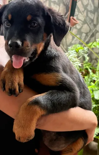 Filhote Rotweiller Macho e Fêmea