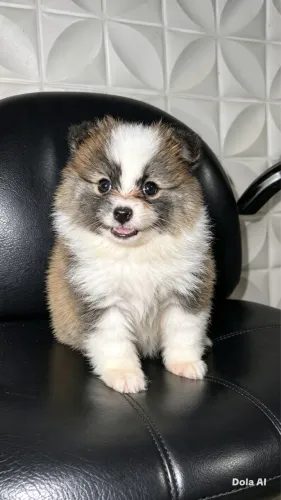 Lulu da Pomerânia