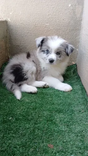 Border Collie a pronta entrega 