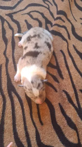 Macho blue merle 