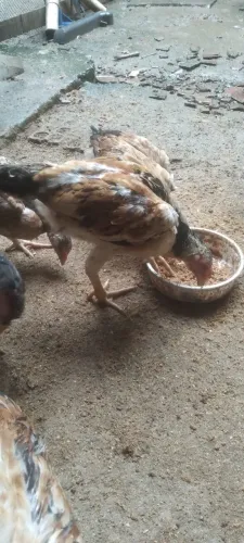 Pintos de raça