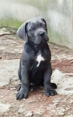 Cane corso fêmea