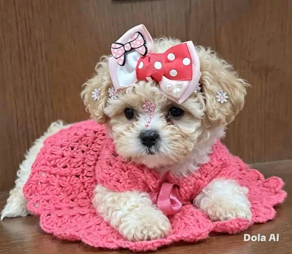 Poodle perfeita