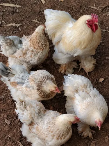 Vendo Galo e galinhas Brahma