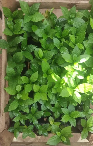 Mudas de café arábica arara