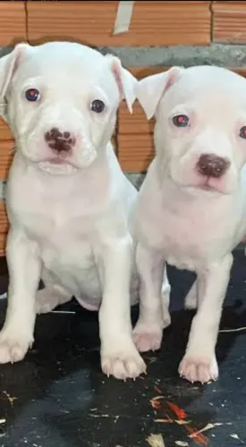 Doando filhotes de pitbull apenas dois filhotes